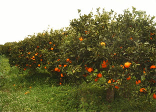 aranceto azienda agricola giardinello